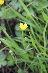 Ranunculus breyninus
