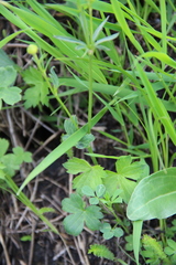 Ranunculus breyninus