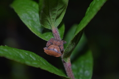 Coenypha edwardsi