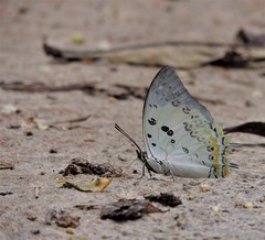 Polyura delphis