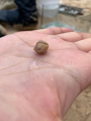 Leptochiton algesirensis