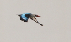 Halcyon senegalensis