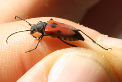 Anastrangalia laetifica