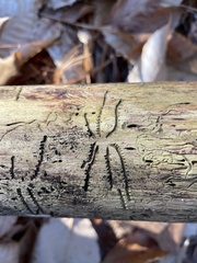 Pityogenes bidentatus