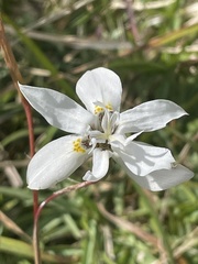 Moraea viscaria