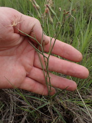 Lactuca inermis