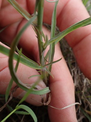 Lactuca inermis