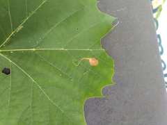 Ectoedemia clemensella