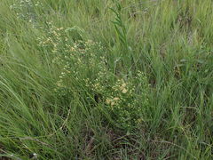 Erigeron bonariensis
