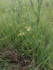 Erigeron bonariensis