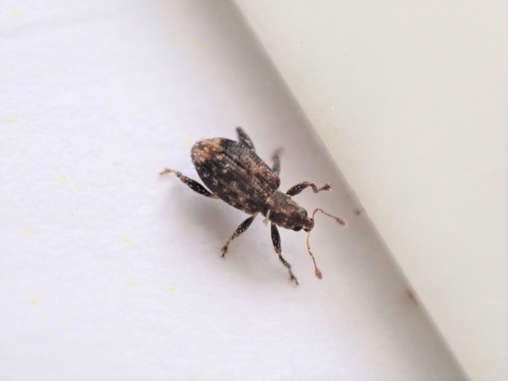 Pactola posticalis