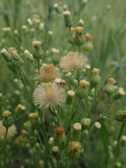 Erigeron bonariensis