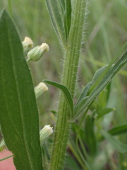 Erigeron bonariensis