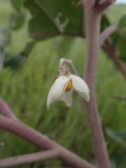 Solanum incanum