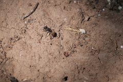 Camponotus mus