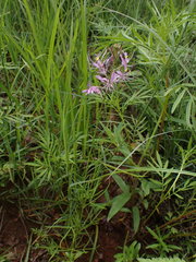 Cleome maculata