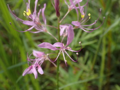 Cleome maculata