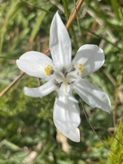 Moraea viscaria