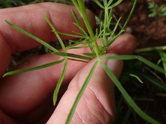 Cleome maculata
