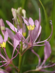 Cleome maculata