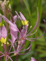 Cleome maculata