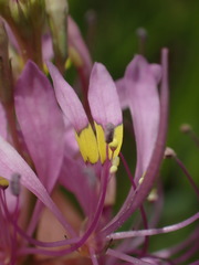 Cleome maculata