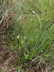 Albuca