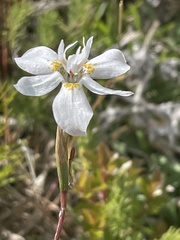 Moraea viscaria