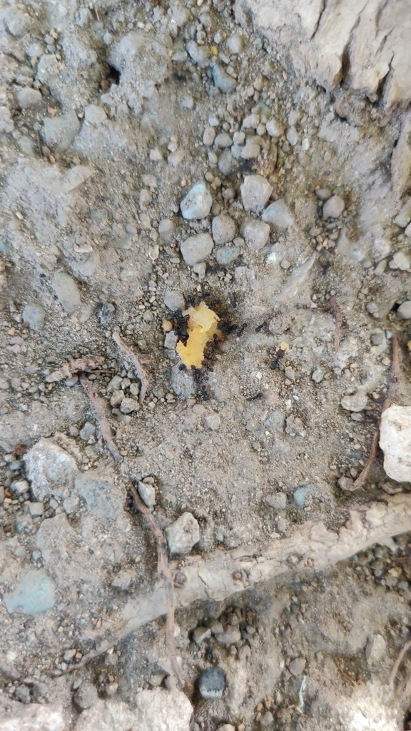 Pheidole diligens