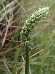 Albuca