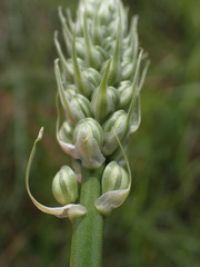 Albuca