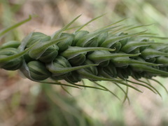 Albuca