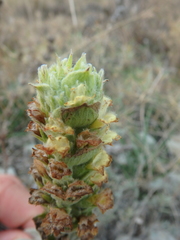 Sideritis euxina