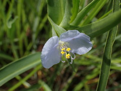 Commelina erecta