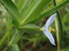 Commelina erecta