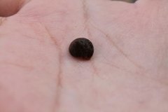 Calliostoma zizyphinum