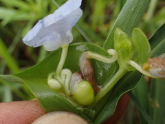 Commelina erecta