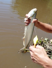 Rhaphiodon vulpinus
