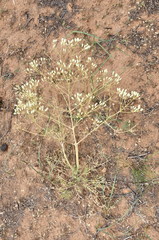 Prangos odontalgica