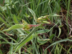 Commelina africana