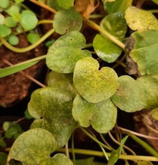 Geophila repens
