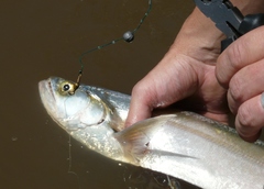 Rhaphiodon vulpinus