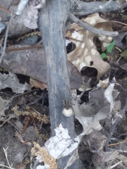 Araneae