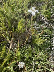 Moraea viscaria