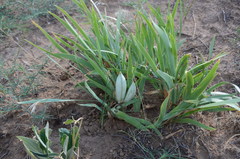 Iris scariosa