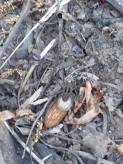 Araneae