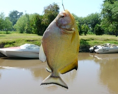 Serrasalmus maculatus