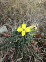 Erysimum callicarpum