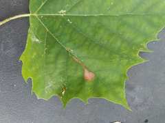 Ectoedemia clemensella