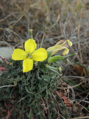 Erysimum callicarpum